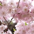 *2016* 桜 (県立 三ツ池公園)