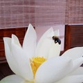 長徳禅寺の蓮の花